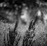 photo of two plants growing side by side