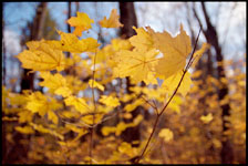 photo of a yellow forest in autumn in Wisconsin