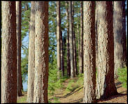 red pines at scenic state park in minnesota