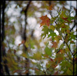 photo of leaves with autumn colors in a swirl