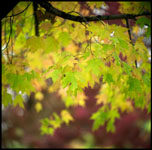 photo of leaves with autumn colors in a swirl