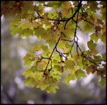 photo of leaves with autumn colors in a swirl