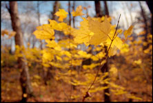 A forest of yellow during autumn in Wisconsin